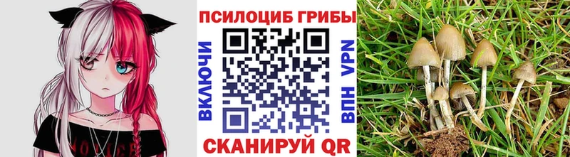 Псилоцибиновые грибы мицелий  ОМГ ОМГ ССЫЛКА  Духовщина  цены  